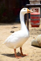 Beautiful Swan bird beak and blur background.