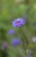 Flowering plant field cornflower.