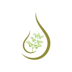 Fototapeta premium Moringa leaf logo illustration vector design