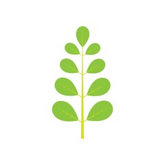 Moringa leaf logo illustration vector design