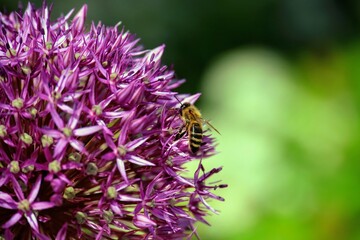 bee on thistle