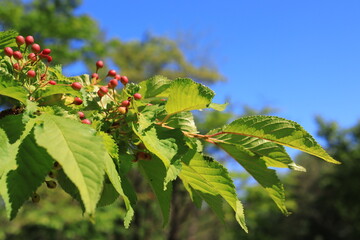 leaves on a branch