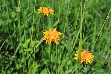 dandelions in the grass