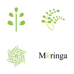 Moringa leaf logo illustration vector design