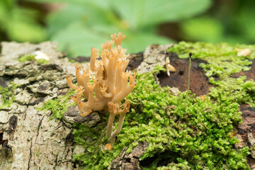 Wildlife of Europe- edible and inedible mushrooms growing in forest.
