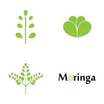 Moringa leaf logo illustration vector design