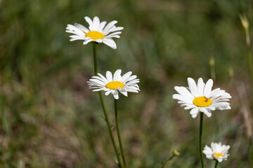 daisies in a field