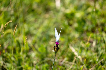 red and white flower
