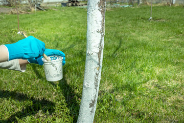 Work in the garden. Applying whitewash to a tree in the backyard. A gardener paints a tree trunk with a brush. Apple tree trunk, protection against pests and diseases, chalk whitewashing.