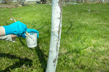 Work in the garden. Applying whitewash to a tree in the backyard. A gardener paints a tree trunk...