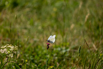 butterfly on a flower