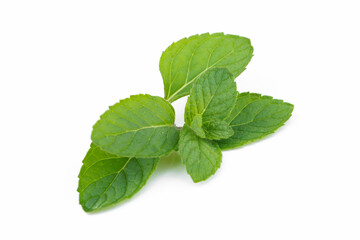 Obraz na płótnie Canvas Green mint leaf isolated on white background.