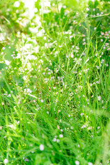 Green grass with drops of morning dew. Spring in the countryside. Dew drops in the sun. Green fields.