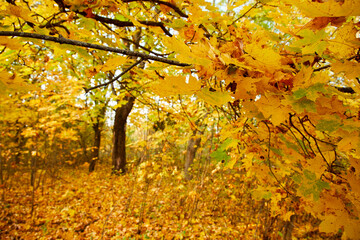 autumn in the park, season