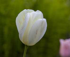 Tulips blooming in the garden. Beige tulip flower on green background