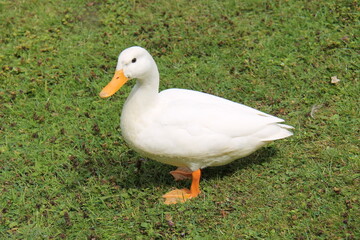A Beautiful White Adult Farmyard Goose Animal.