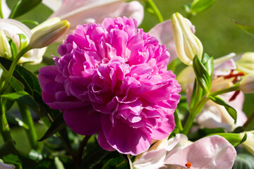 bunch of pink peony in the centre usable as spring and love theme