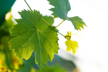 Summer grapevine on abstract green and white natural background