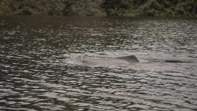 Swimming Amazon River Dolphin In The Rippled Water In Colombia - wide