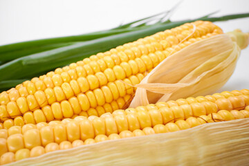 fresh corn on the white background