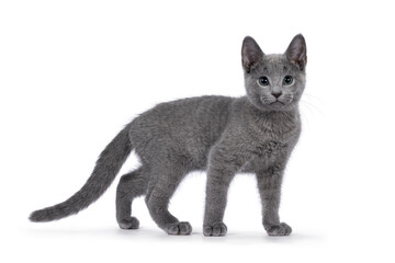 Well typed Russian Blue cat kitten, standing side ways. Looking to camera with green eyes. Isolated on a white background.