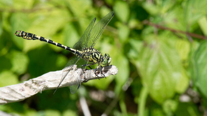 Gomphe à crochets - Onychogomphus uncatus