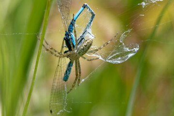 Argiope - agrion jouvencelle - prédation dans une toile  