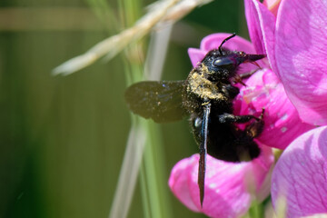 abeille charpentière - xylocope - Xylocopa, 