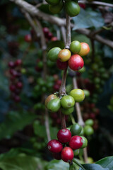 Coffee beans ripening on coffee tree in thailand