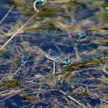 Agrion jouvencelle - accouplement - ponte - reproduction