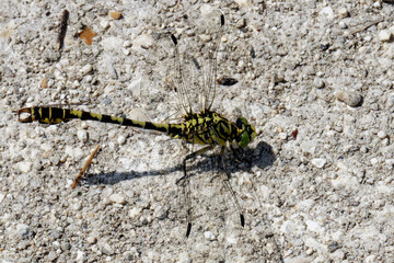Gomphe à crochets - Onychogomphus uncatus