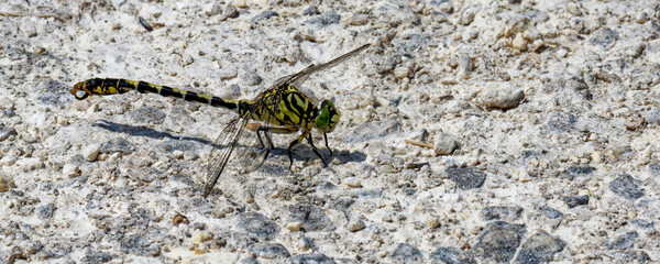 Gomphe à crochets - Onychogomphus uncatus