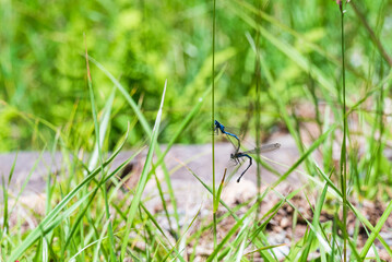 ハート形を作る前のイトトンボのつがい