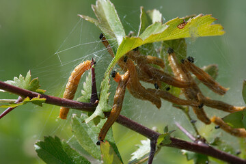 larve du Lyde du poirier - Neurotoma saltuum - Toile