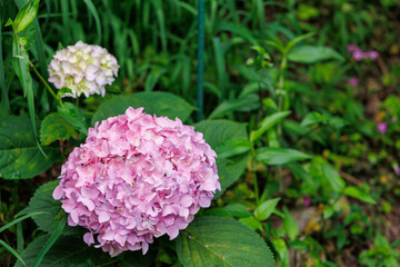 ピンク色の紫陽花