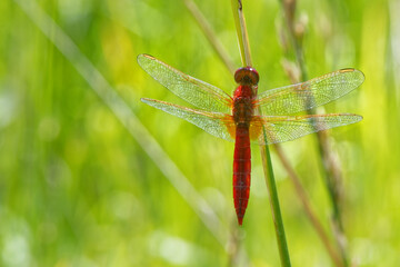 Crocothemis erythraea - mâle mature