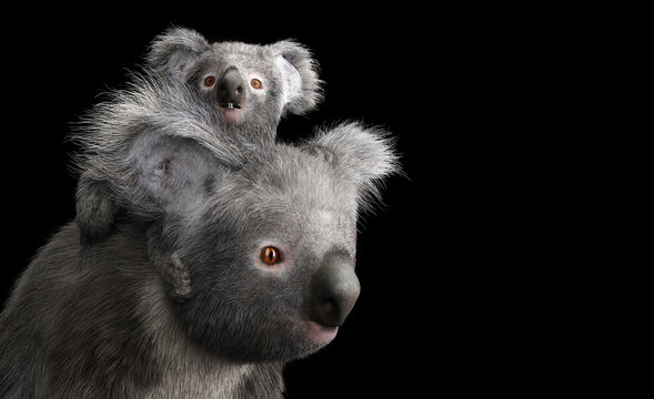 Koala Bear With Its Baby On Back