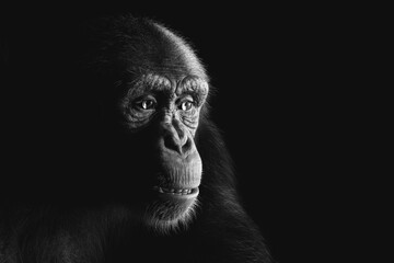 Chimpanzee monkey face portrait on black