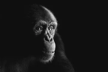 Rolgordijnen Chimpanzee monkey face portrait on black © Photocreo Bednarek