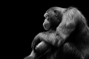 Tuinposter Chimpanzee monkey sitting portrait on black © Photocreo Bednarek