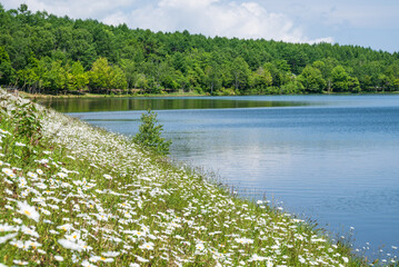 青空の元マーガレットの白い花が満開の女神湖畔