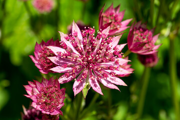 Astrantia major 'Roma'  a summer autumn fall flowering plant with a pink red summertime flower commonly known as great black masterwort, stock photo image