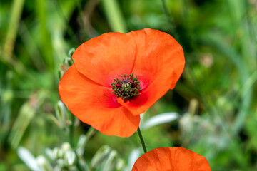 Fototapeta premium Red poppy (papaver rhoeas) a common wild garden red flower plant used in armistice remembrance day celebrations and is often called corn poppy, stock photo image 