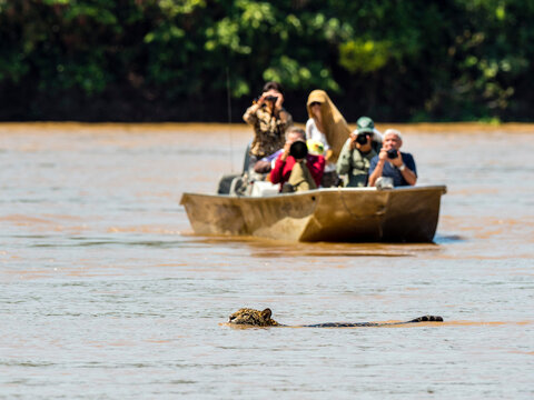 Adult jaguar (Panthera onca), with tourists on the riverbank of the Rio Cuiaba, Mato Grosso, Pantanal, Brazil