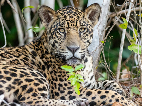 Adult jaguar (Panthera onca), on the riverbank of Rio Tres Irmao, Mato Grosso, Pantanal, Brazil