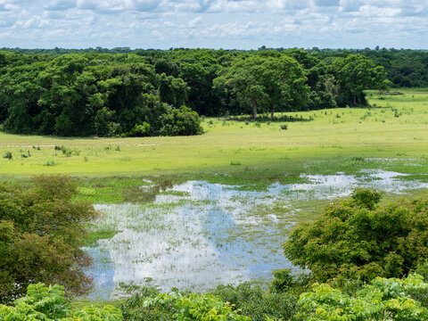 A view of the flooded land at Pousada Piuval, Mato Grosso, Pantanal, Brazil
