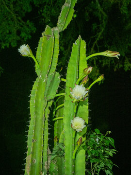 A night blooming columnar cactus from the Genus Cereus at Pouso Allegre, Mato Grosso, Pantanal, Brazil