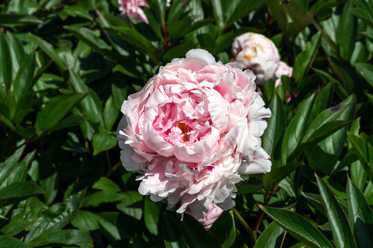 Peony (paeonia) a spring summer flowering plant with a white pink or red springtime flower, stock photo image