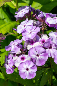 Phlox paniculata 'Violet' an herbaceous summer autumn fall flowering plant with a purple summertime flower, stock photo image