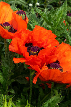 Oriental poppy (papaver orientale) a spring summer flowering plant with a red orange springtime flower, stock photo image